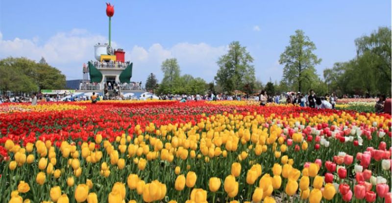 hoa tulip hoa tulip